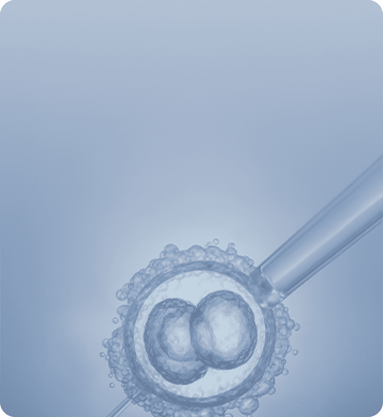 Blastocyst Transfer
