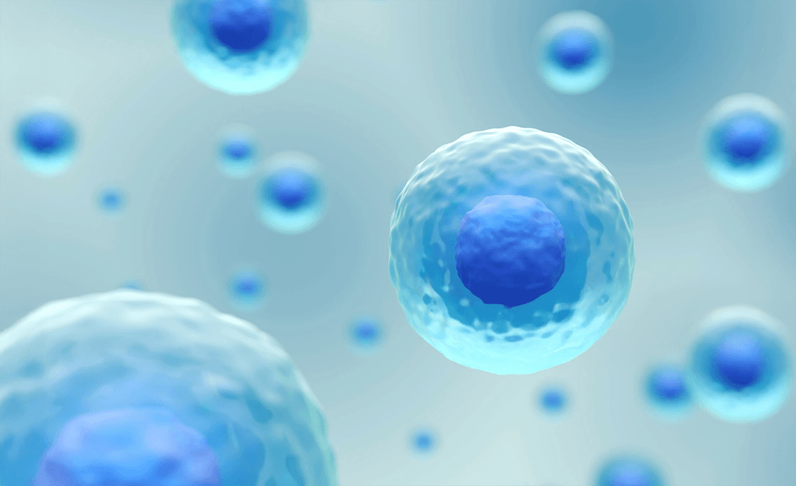 Egg collection process