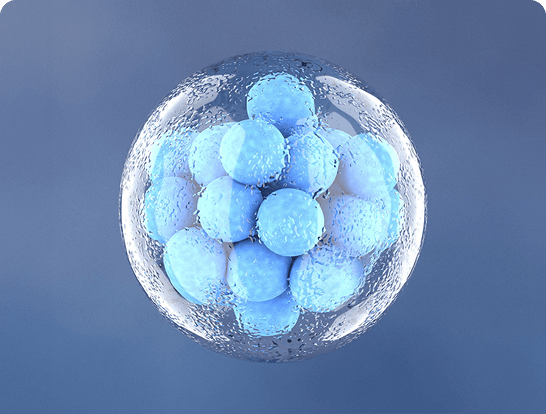 Embryo Culture & Transfer