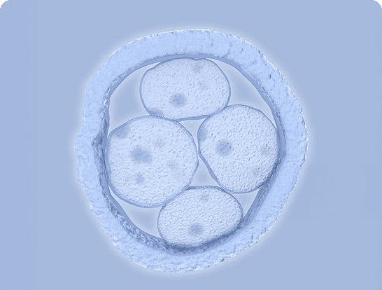 Embryo preparation