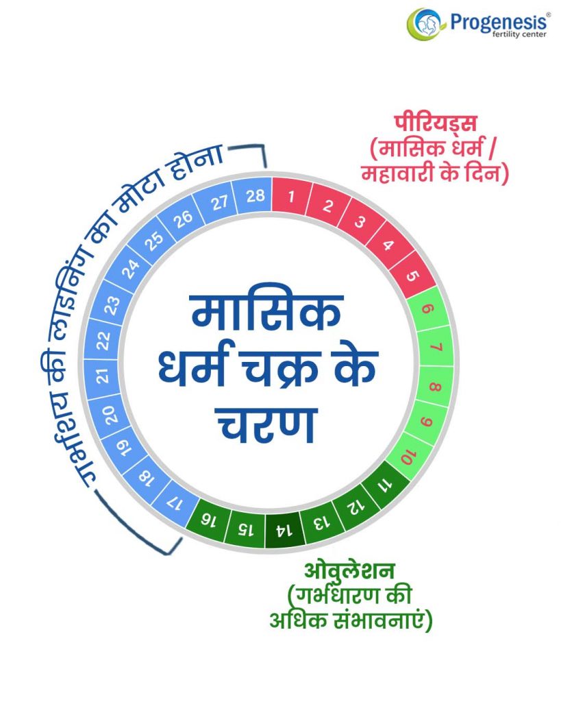मासिक धर्म चक्र के चरण | menstruation cycle in Hindi